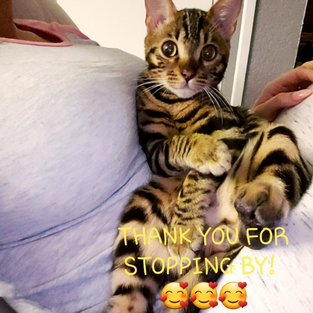 😻 WANT MORE FOLLOWERS? 😻 - Picture 3 of 6